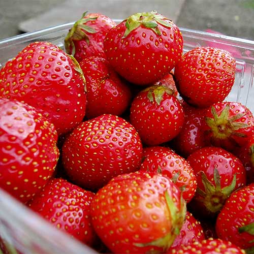Fresh Picked New York Strawberries