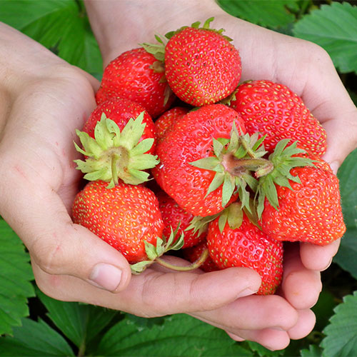 Pick-Your-Own Strawberries at our Rush Strawberry Farm.
