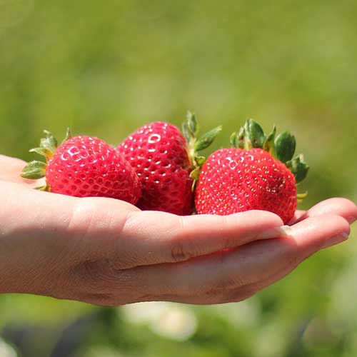 Pick your own and fresh picked, locally grown strawberries at Gro Moore Farms in Rush and Henrietta, NY