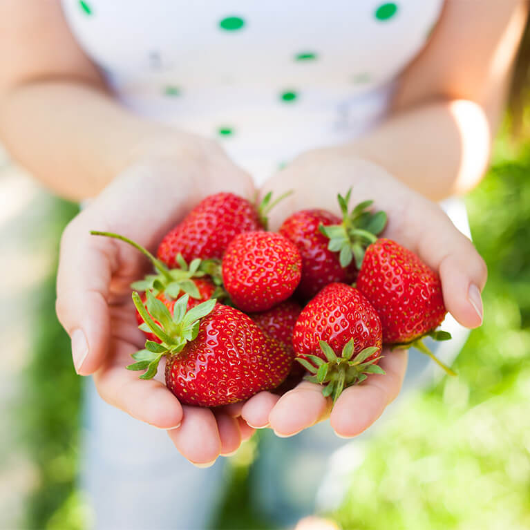 Fresh and local strawberries from our u-pick strawberry fields at Gro Moore Farms in Rush, NY